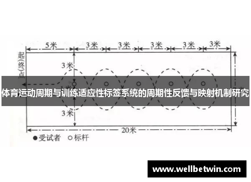 体育运动周期与训练适应性标签系统的周期性反馈与映射机制研究